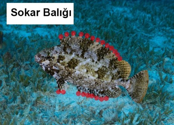 Akdeniz'deki  Zehirli Yabancı Türler Hakkında Uluslararası Ortak Basın Bildirisi