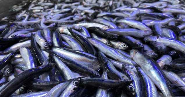 Karadeniz’de hamsi yeniden yükselişte