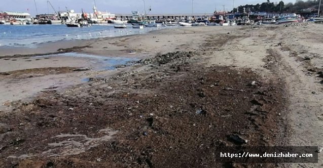 Deniz 30 metre çekildi, ilk kez görenler paniğe kapıldı