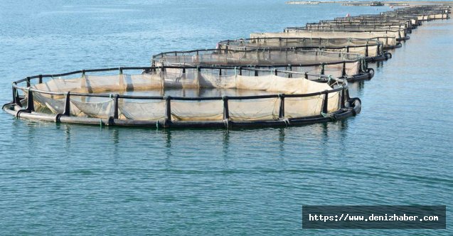 Doğu Karadeniz'den gerçekleştirilen su ürünleri ihracatında artış devam ediyor