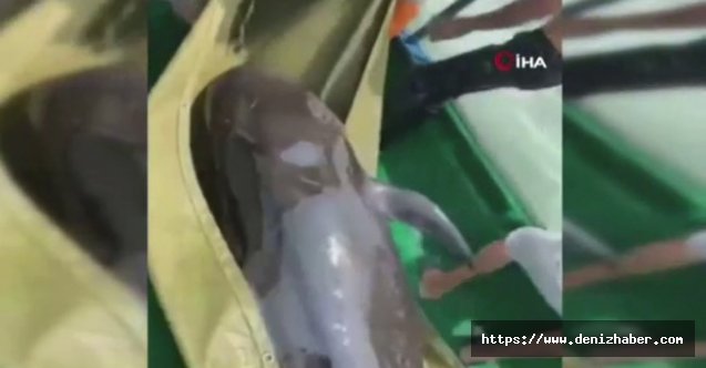 Sahile vuran 150 kiloluk balina, uzun uğraşlar sonucu özgürlüğüne kavuştu!