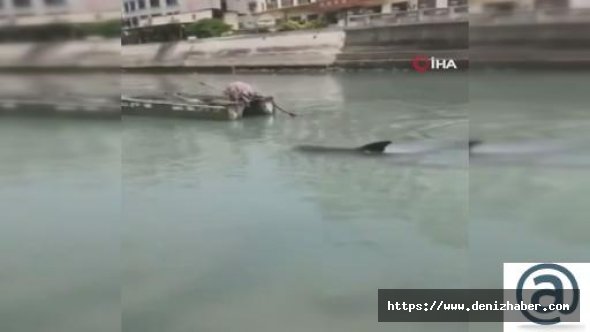 Sahile vuran 150 kiloluk balina, uzun uğraşlar sonucu özgürlüğüne kavuştu