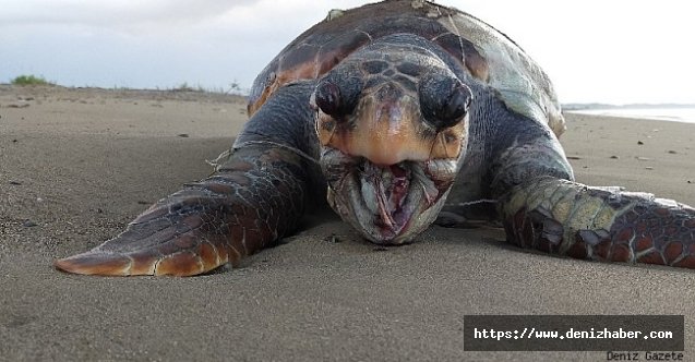 30 kilometrelik sahil bandında 6 ayda 14 caretta caretta ölü bulundu!