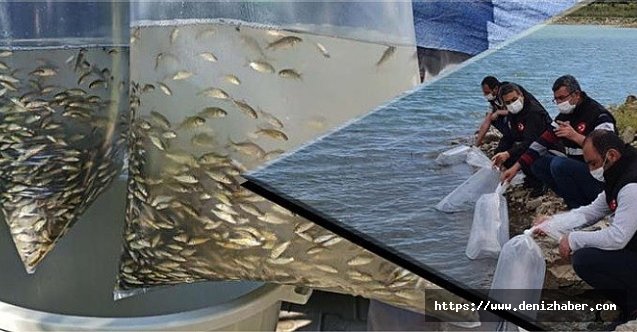 Çanakkale'de 60 bin pullu sazan balığı yavrusu suyla buluştu!