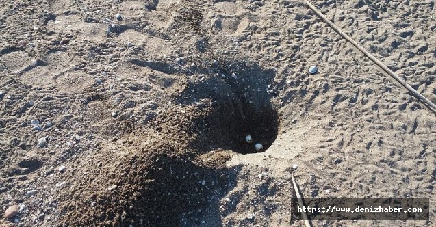 Caretta caretta yuvalarının yıkılmasına 442 bin lira idari para cezası!