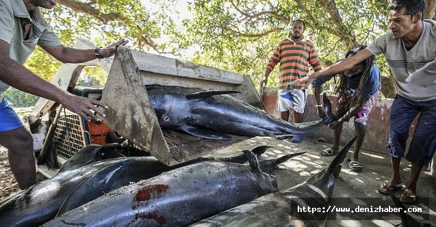Mauritius Balıkçılık Bakanlığı: "Şu ana kadar 38 yunus ölü bulundu"