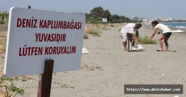 ODTÜ Deniz Bilimleri Enstitüsü sahilinde yavru rekoru bekleniyor!