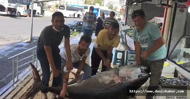 Marmara'da yakalanan dev orkinos balığı görenleri şaşırttı!
