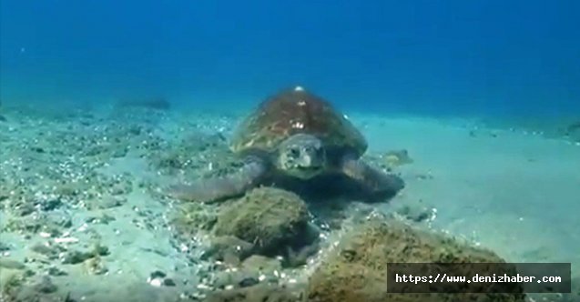 Nesli tükenmekte olan caretta caretta Çanakkale Boğazı'nda görüntülendi!