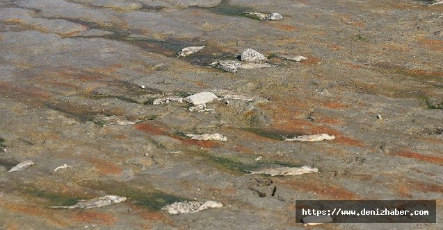 Amasya'da barajlardaki su miktarı dip yaptı, balıklar ölüyor!