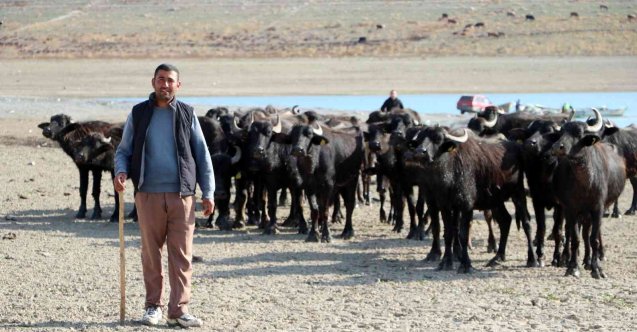 Suları çekilen baraj zemininde hayvanlarını otlatmak için 4 kilometre yol kat ediyor