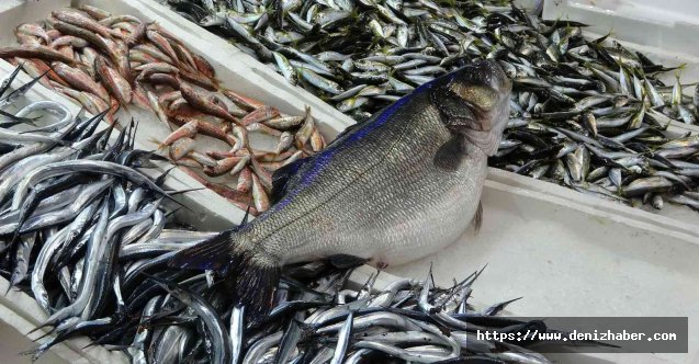 Karadeniz'de yakalanan 8 kiloluk levrek 2 bin liradan tezgahta!