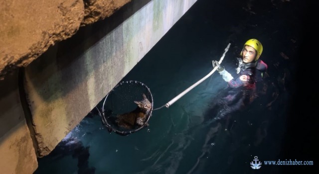 Sarıyer’de denize düşen kediyi kurtarma operasyonu