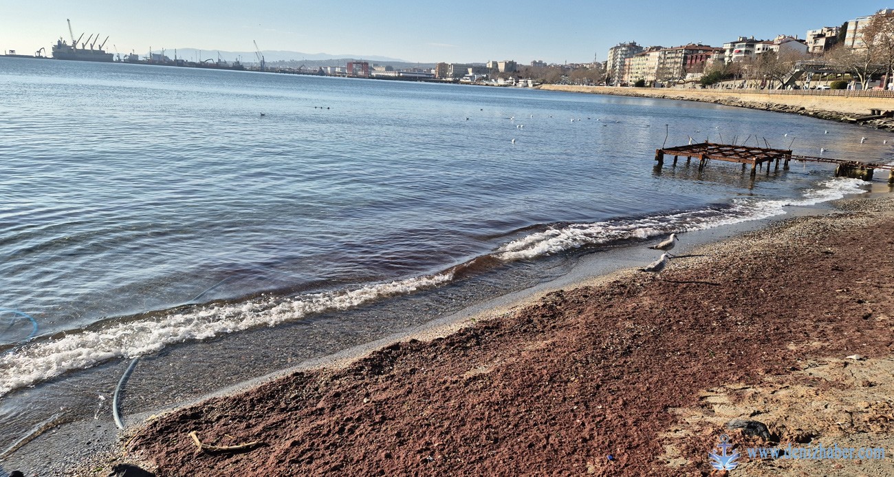 Marmara Denizi’nde lodos sonrası kıyılara kızıl yosun vurdu