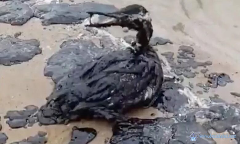 Üçlü tanker kazasının ardından petrol Karadeniz kıyılarına vurdu