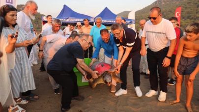 Caretta Caretta 'Tuba'ya yeniden takip cihazı takıldı