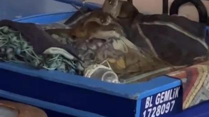 Gemlik'te Aç Kalan  Su Samuru  Yavrularıyla Tekneye Sığındı